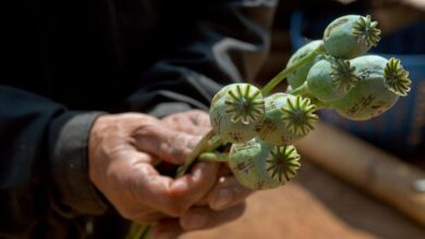 Afghanistan: Opium cultivation to increase by nearly a third, warns UNODC |