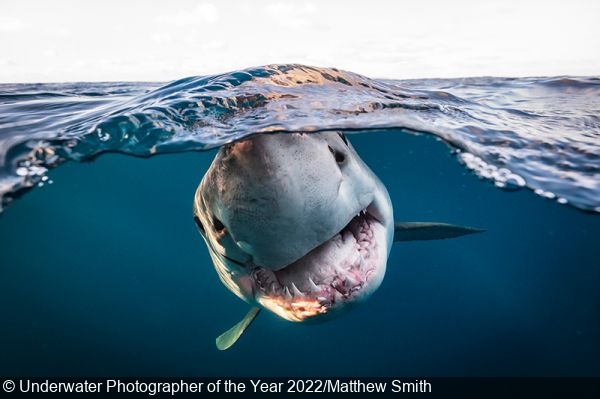 Underwater Photographer of the Year 2023 Open for entries