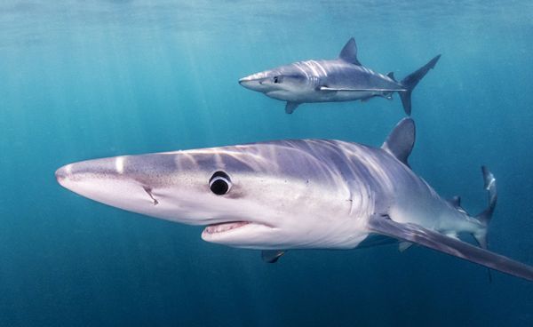 CITES 2022 a big win for sharks and rays