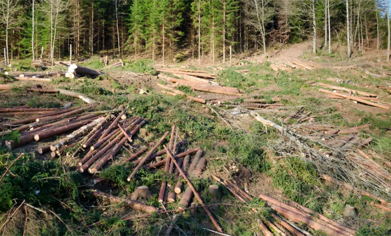 As green policies cause energy prices to explode, deforestation in Europe accelerates - Are you up to speed with that?