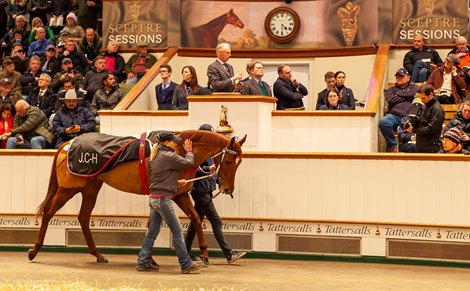 Saffron Beach arrives in Saudi Cup after selling 3,600,000 Guineas
