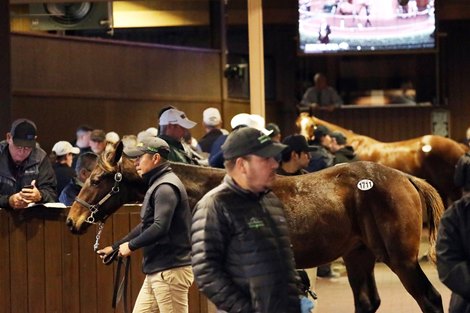 Weanling Colts Top 7th Day at Keeneland November Promotion