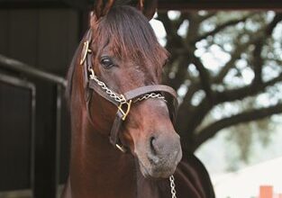 Clear Creek Adds Issue Forum to Stallion Show