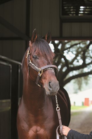 Clear Creek Adds Issue Forum to Stallion Show