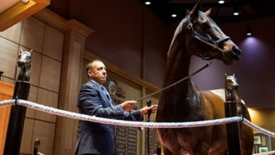 Thoroughbred world shifts gears to November sale