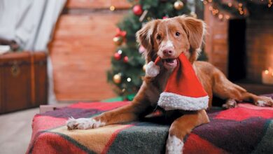 December 2022 Dog Events and Dog Holidays – Dogster