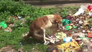 The 'paralyzed' dog was found among the trash with his hind legs tied together