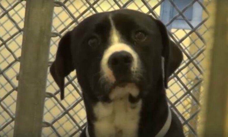 Death Row dog 'panic' when he realizes he has been adopted into a new loving family