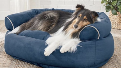 10 Best Dog Beds
