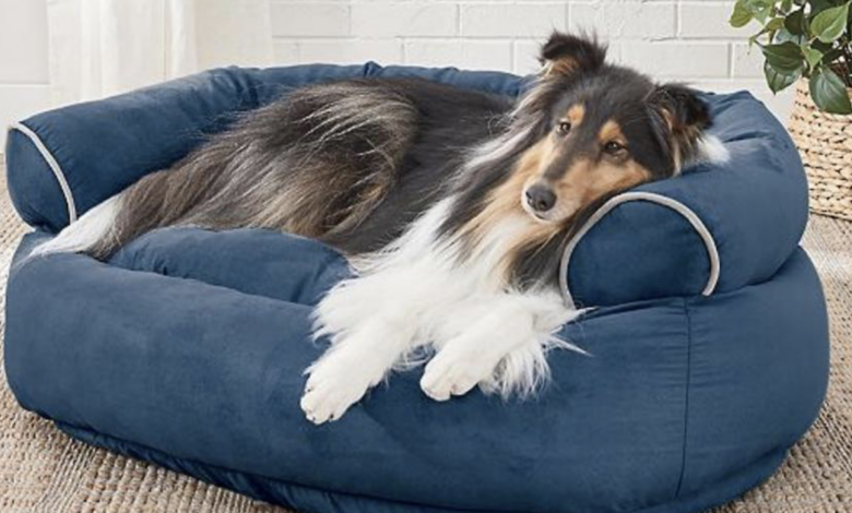 10 Best Dog Beds