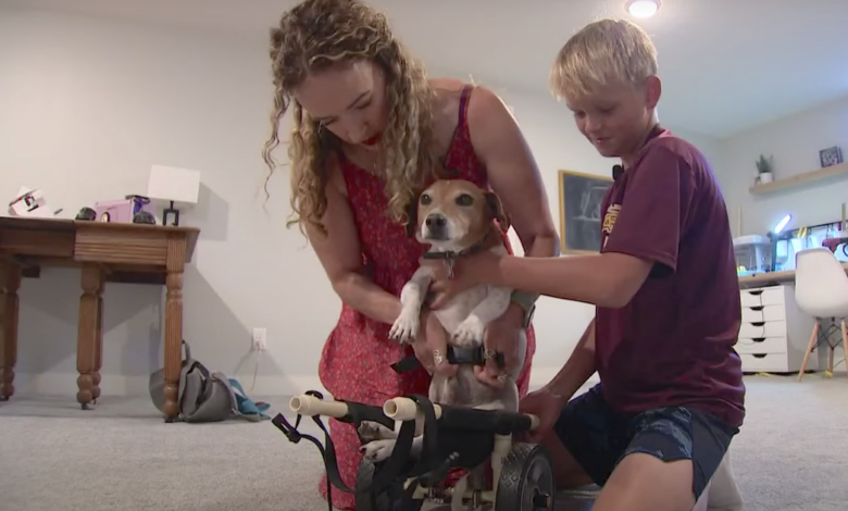 11 Years Old Create a Life-changing Wheelchair for My Teacher's Rescue Dog