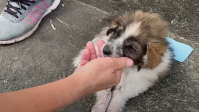 Abandoned puppy on the verge of death is targeted to help children and pets in need