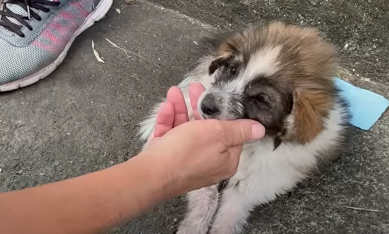 Abandoned puppy on the verge of death is targeted to help children and pets in need