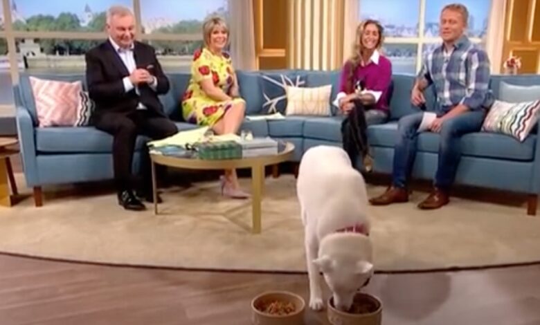 "Vegetarian Dog" Choose Between Meat And Vegetables On Live TV