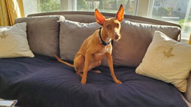 Great Couch Covers for Dogs - Dogster