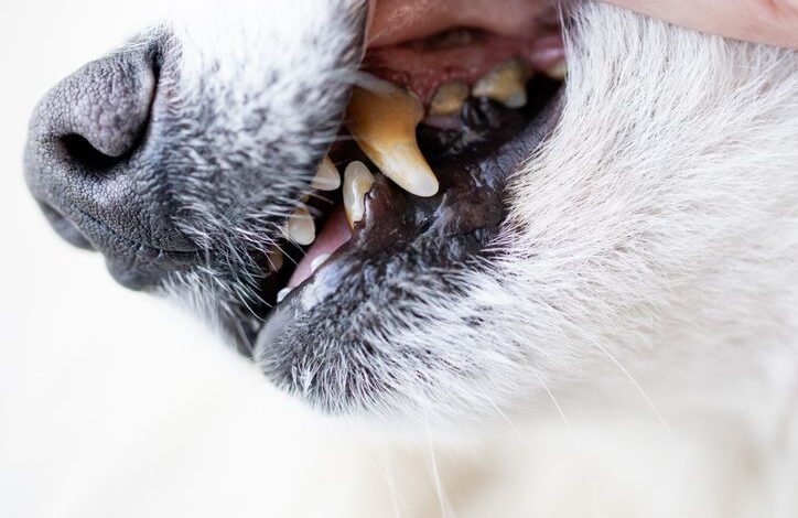 Top dog dental problems and their costs - Dogster