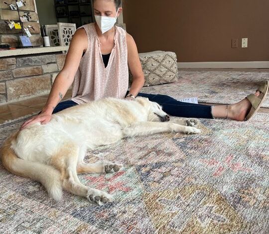 All about Dog Massage – Dogster