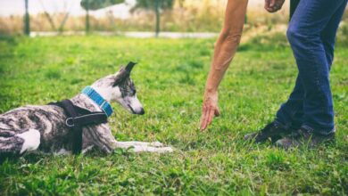 10 essential dog training supplies - Dogster