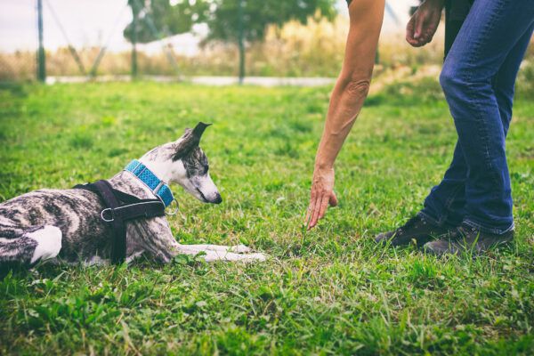 10 essential dog training supplies - Dogster