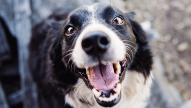 12 Best Dog Breath Fresheners