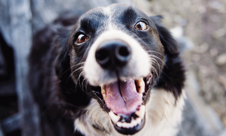 12 Best Dog Breath Fresheners
