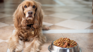 10 Best Dog Food Options For Picky Eaters