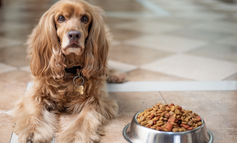 10 Best Dog Food Options For Picky Eaters