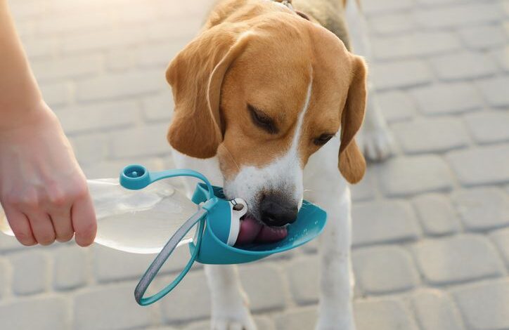 Why does my dog ​​drink so much water?  - Dogster