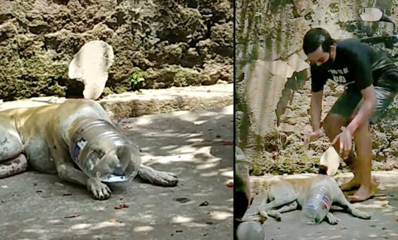 The man secretly filmed whose first dog was stuffed in a plastic bottle