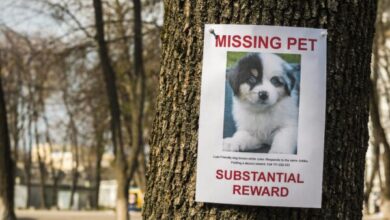 How to Find a Lost Dog – Dogster