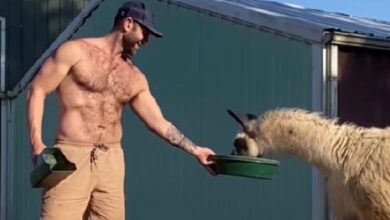 Man plays 'Hard to Get' to help show his rescue of llamas that humans can be trusted