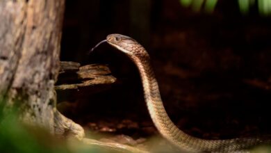Poisonous cobra was killed after being bitten by an 8-year-old Indian boy