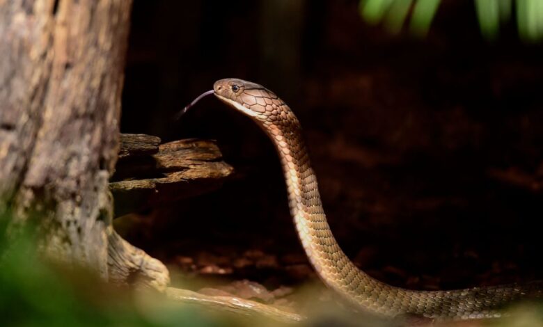 Poisonous cobra was killed after being bitten by an 8-year-old Indian boy