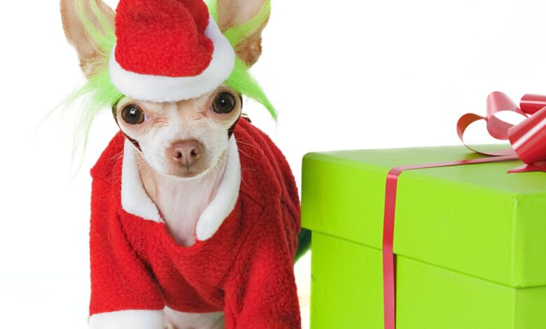 Dogster's advice on the best gifts for dog lovers – Dogster