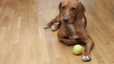 Dog has Hygroma?  What should you do – Dogster
