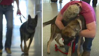 Army dog ​​runs into soldier's arms he hasn't seen in 3 years