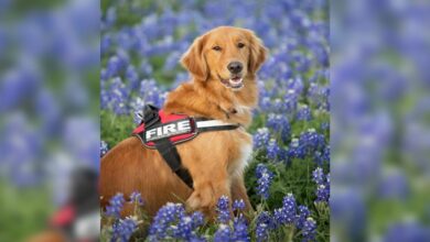 Texas fire dogs unlock doors and save trapped first responders