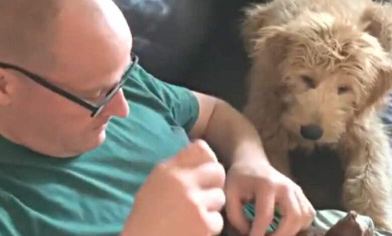 Panicked dog watches dad perform emergency surgery on his best friend