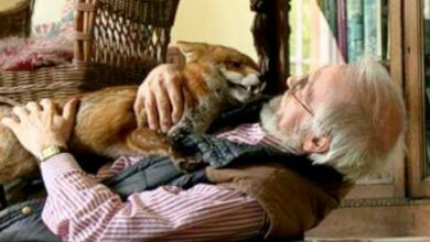Man adopts fox after saving him from euthanasia and establishing a 'strong' friendship