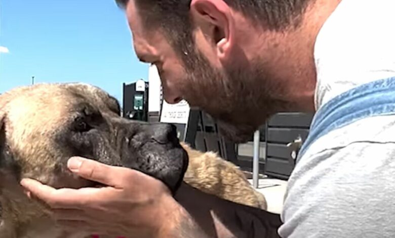 Man cradles broken dog's face, promises to never give up on her