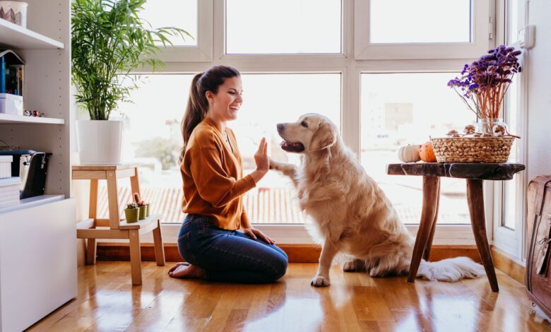 What to tell your new dog sitter about your pet - Dogster
