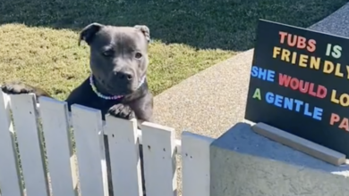 Staffy's adorable sign helps break gender stereotypes