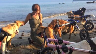 18 Disabled Dogs Play carefree on the beach thanks to a dedicated lifeguard