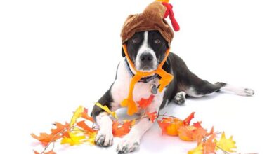 November 2022 Dog Events and Dog Holidays - Dogster
