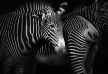 Scientists reconsider why zebra stripes mysteriously repel flies