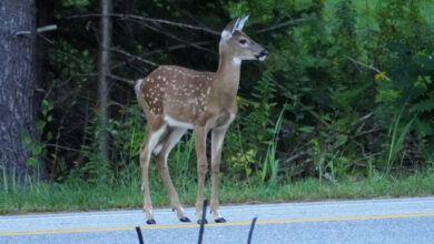 Daylight saving time ends to increase car-deer collisions: NPR