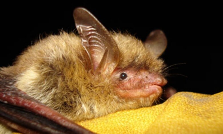 Northern long-eared bat declared endangered : NPR