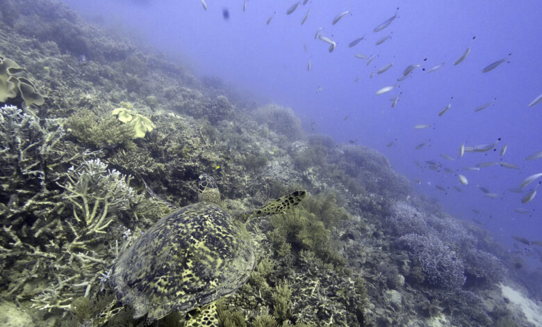Australia argues against 'endangered' Reef status: NPR