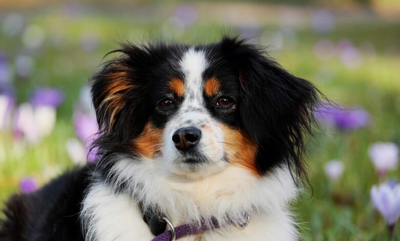 20 foods for Australian Shepherds with sensitive stomachs