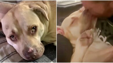 Pit Bull abandoned in shelter with "Broken Heart", not long to live